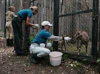 Animal Welfare & Cow Protection